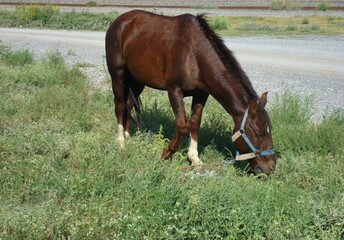Caballo mestizo pastando