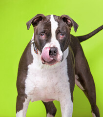 studio shot of a dog on an isolated background