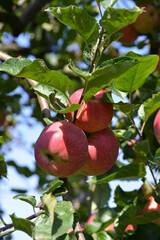 Red apples on the tree, harvest 2020.