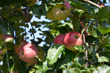Red apples on the tree, harvest 2020.