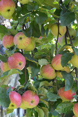 Red apples on the tree, harvest 2020.