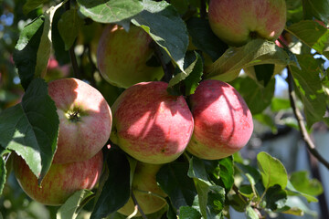 Red apples on the tree, harvest 2020.