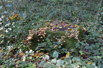 Autumn mushrooms honey mushrooms in natural conditions.