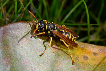 Wespe / Heide-Feldwespe (Polistes cf. nimpha) - paper wasp