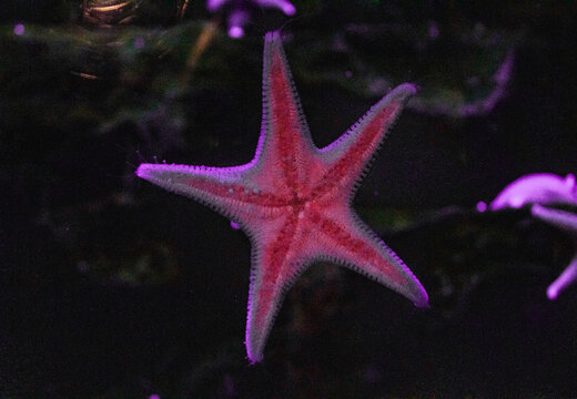 red starfish in the night
