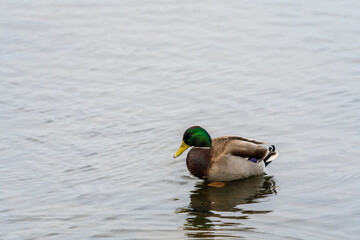 Mallard duck male sitting in lake with blurred background, shallow depth of field.