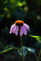 Portrait of purple coneflower