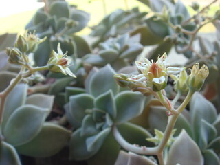 Obraz premium cactus in the garden