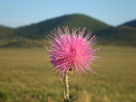 Flor silvestre de semidesierto