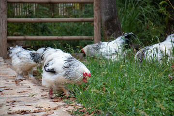 Fototapeta premium Chickens