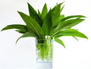 Ramson, bunch of wild garlic in a glass isolated on white background