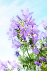 Fototapeta premium Campanula bell flowers with sky