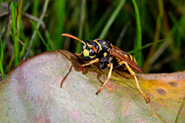 Wespe / Heide-Feldwespe (Polistes cf. nimpha) - paper wasp