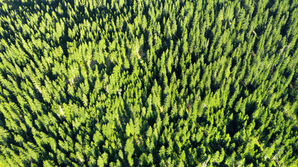 Dirt road in coniferous forest from above. Aerial view of evergreen trees, tree top texture. Beautiful green fir forest top down drone. Forest, pine-tree trees view shot from height
