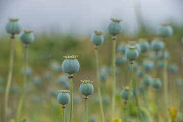 Poppy seedheads