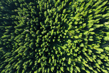 Aerial view of evergreen trees, tree top texture. Beautiful green fir forest top down drone. Forest, pine-tree trees view shot from height. © Elena