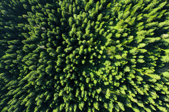 Aerial view of evergreen trees, tree top texture. Beautiful green fir forest top down drone. Forest, pine-tree trees view shot from height.