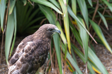 Red-tailed hawk