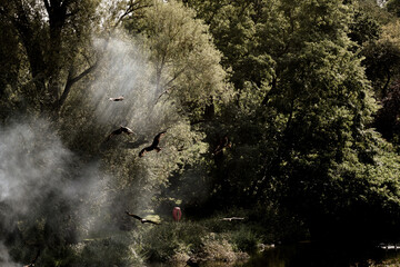 Birds of prey fly outdoors during a falconry exhibition