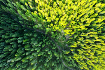 Country country road in the forest. Aerial view of evergreen trees, texture of the top of the tree....