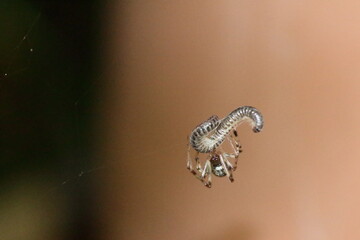 spider on a web