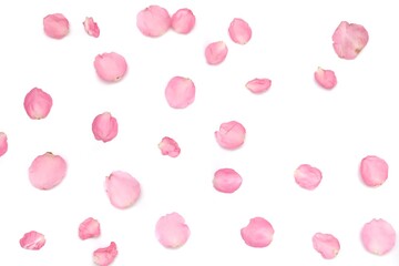 In selective focus a group of sweet pink rose corollas on white isolated with copy space and softy style 