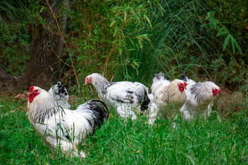 Chickens