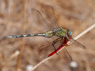 Long Skimmer (Orthetrum trinacria), female