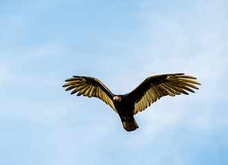 Turkey Vulture Gliding in a Blue Sky.