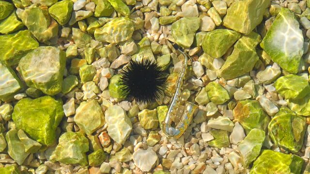 Black sea urchin lies underwater on stones next to the golden instrument is a small alt saxophone. Echinothrix diadema, commonly called diadema urchin. Long spines sea urchin. Water slow motion video