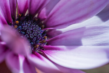 Macro close up of pink flower