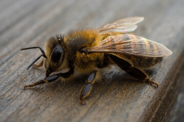 Macro close up of honeybee on wooden background
