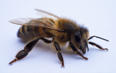 Macro close up of honeybee on white background