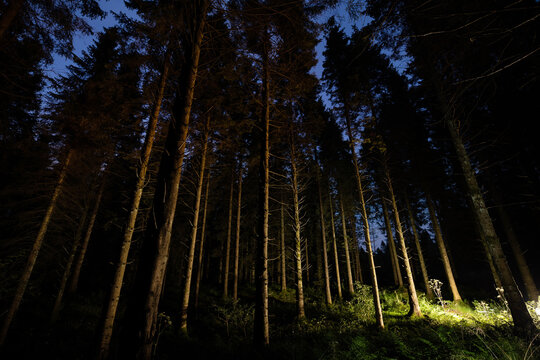 Evergreen trees light painted in forest at night