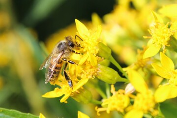 abeja sobre flores amarillas durante la polinización, 