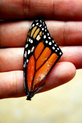 butterfly wing on hand