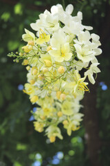 yellow and white flower formation