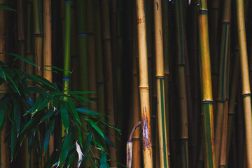 Bamboó