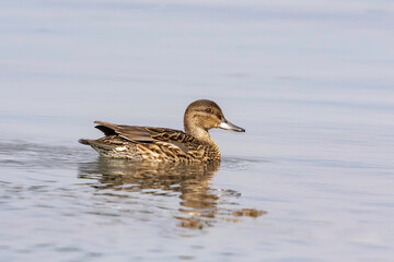 Female Mallard Duck in the Golden Light