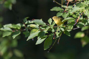 Yellow Warbler in Alaska during Autumn