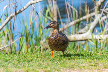 Duck at the waters edge at Copacabana Lagoon