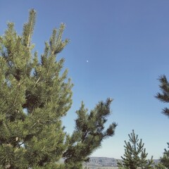 pine tree in winter