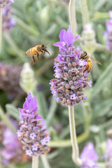 Bees love lavender in bloom