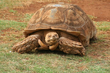 Obraz premium turtle on the grass