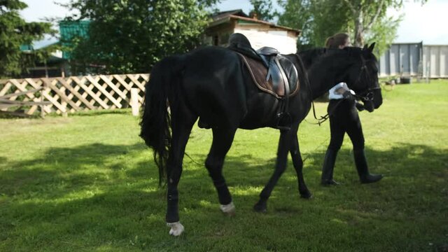 Girl in a white shirt and black pants leads a horse with an erection
