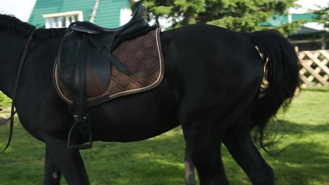 Girl in a white shirt and black pants leads a horse with an erection