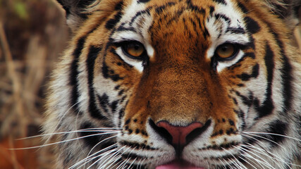 portrait of a tiger