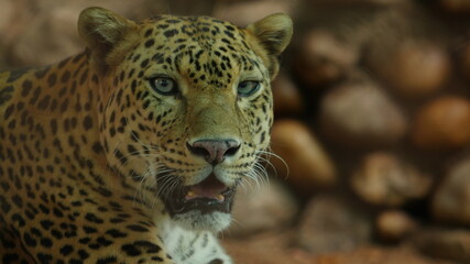 panther close up from india