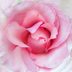 rosebud opened pink, close-up, top view