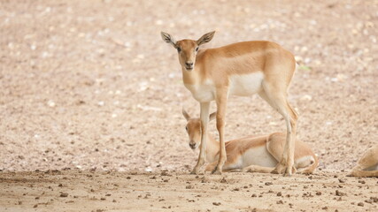 beautiful antelope in in the indian wildlife , animals from india , deer in inida  